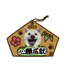 2023新年用白柴犬スタンプ（実写）（個別スタンプ：4）