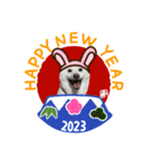 2023新年用白柴犬スタンプ（実写）（個別スタンプ：7）