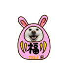 2023新年用白柴犬スタンプ（実写）（個別スタンプ：10）