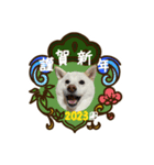 2023新年用白柴犬スタンプ（実写）（個別スタンプ：13）