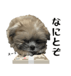 ポメシーズーのむぎ〜日常編〜（個別スタンプ：1）