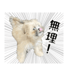 ポメシーズーのむぎ〜日常編〜（個別スタンプ：4）