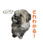 ポメシーズーのむぎ〜日常編〜（個別スタンプ：7）