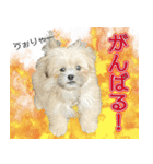 ポメシーズーのむぎ〜日常編〜（個別スタンプ：8）