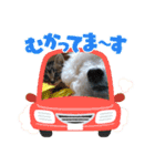 みるしょこぽん6（個別スタンプ：4）