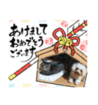 みるしょこぽん6（個別スタンプ：15）