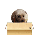 愉快なワンちゃんズ（個別スタンプ：4）