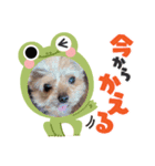 愉快なワンちゃんズ（個別スタンプ：7）