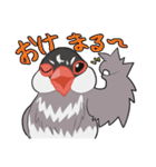 文鳥文太とセキセイインコ螢（個別スタンプ：1）