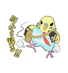 文鳥文太とセキセイインコ螢（個別スタンプ：4）