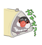 文鳥文太とセキセイインコ螢（個別スタンプ：5）