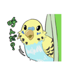 文鳥文太とセキセイインコ螢（個別スタンプ：13）