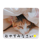 実写猫の年末年始♡毎日使えるスタンプ（個別スタンプ：2）