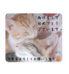 実写猫の年末年始♡毎日使えるスタンプ（個別スタンプ：20）