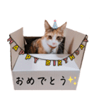 実写猫の年末年始♡毎日使えるスタンプ（個別スタンプ：22）