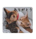 実写猫の年末年始♡毎日使えるスタンプ（個別スタンプ：27）