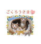 うめにゃん☆くりにゃん☆3（個別スタンプ：5）