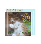 うめにゃん☆くりにゃん☆3（個別スタンプ：8）