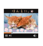 うめにゃん☆くりにゃん☆3（個別スタンプ：16）