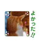 うめにゃん☆くりにゃん☆3（個別スタンプ：17）