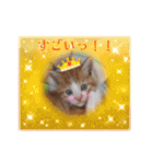 うめにゃん☆くりにゃん☆3（個別スタンプ：22）