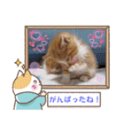 うめにゃん☆くりにゃん☆3（個別スタンプ：24）