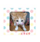うめにゃん☆くりにゃん☆3（個別スタンプ：25）