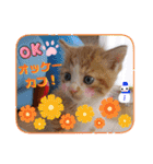 うめにゃん☆くりにゃん☆3（個別スタンプ：32）