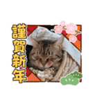 うめにゃん☆くりにゃん☆3（個別スタンプ：39）