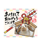 生き物スタンプ☆動物、昆虫、爬虫類（個別スタンプ：6）