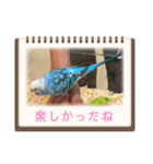 生き物スタンプ☆動物、昆虫、爬虫類（個別スタンプ：36）