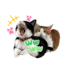 NEKO20221129（個別スタンプ：1）