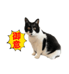 NEKO20221129（個別スタンプ：4）