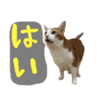 NEKO20221129（個別スタンプ：6）