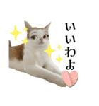 NEKO20221129（個別スタンプ：10）