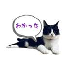 NEKO20221129（個別スタンプ：11）