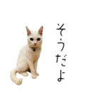 NEKO20221129（個別スタンプ：12）