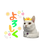 NEKO20221129（個別スタンプ：13）