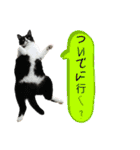 NEKO20221129（個別スタンプ：14）