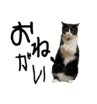 NEKO20221129（個別スタンプ：15）