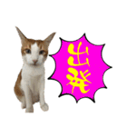 NEKO20221129（個別スタンプ：16）