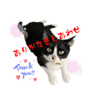 NEKO20221129（個別スタンプ：18）