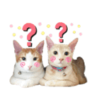 NEKO20221129（個別スタンプ：20）