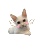 NEKO20221129（個別スタンプ：22）