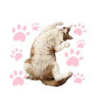 NEKO20221129（個別スタンプ：24）
