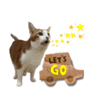 NEKO20221129（個別スタンプ：26）