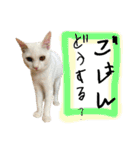NEKO20221129（個別スタンプ：27）