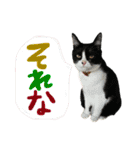 NEKO20221129（個別スタンプ：28）