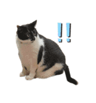 NEKO20221129（個別スタンプ：30）
