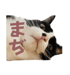 NEKO20221129（個別スタンプ：32）